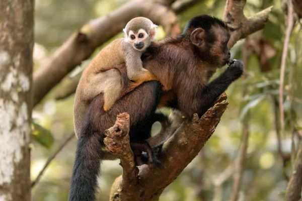 Kosher Travelers Treasures of Peru, Machu Picchu & The Amazon