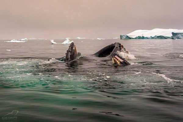 Kosher Travelers Buenos Aires & Antarctica Kosher Cruise Winter 2026