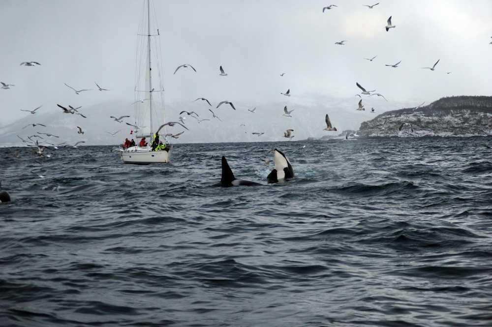 Kosher Sailing Adventure in Norway