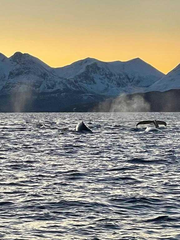 Kosher Sailing Adventure in Norway