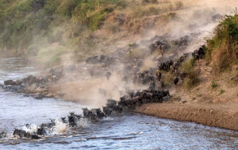 Join a kosher Kenya safari for the Great Migration 2026 with Feel Holiday.