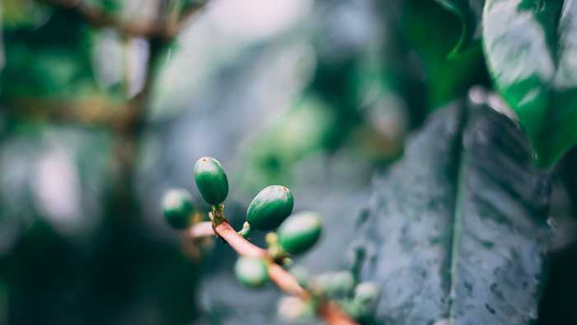 Organic Arabica plants at the Blue Mountain Coffee Plantation in Jamaica (Photo by Marc Babin on Unsplash)