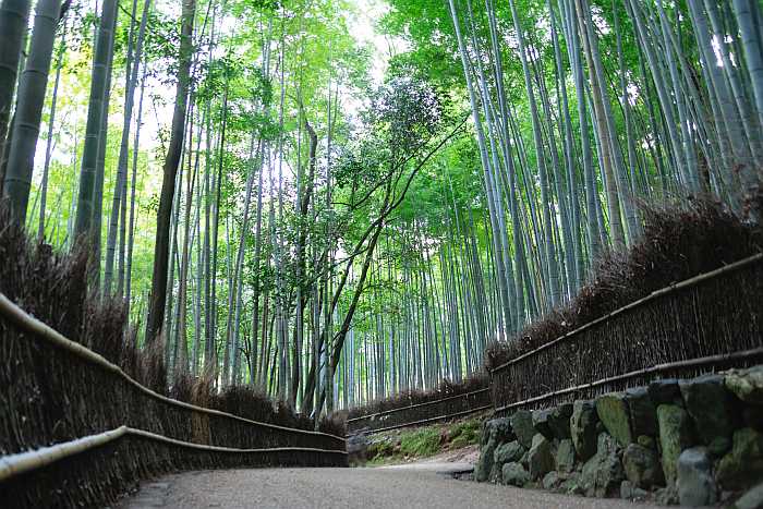 Bamboo Grove in Arashiyama in Kyoto, Japan.